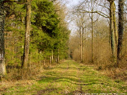 Foret NAMUR / CERFONTAINE photo 