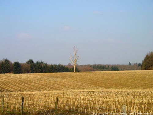 Eenzame dode boom op veld CERFONTAINE foto 