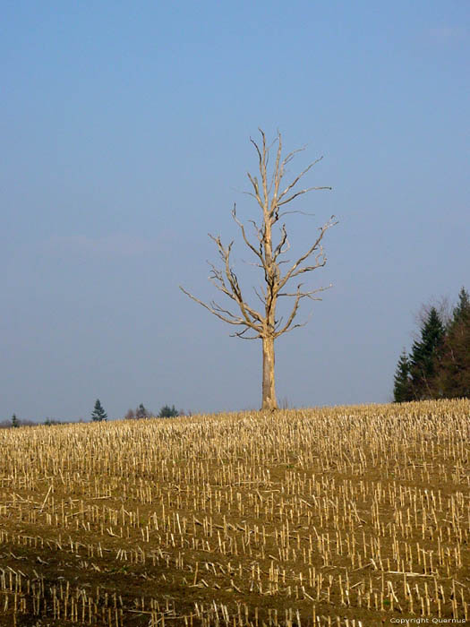 Eenzame dode boom op veld CERFONTAINE foto 