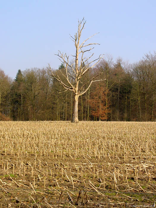 Eenzame dode boom op veld CERFONTAINE foto