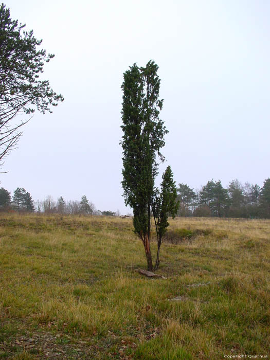 Petit arbre NISMES  VIROINVAL / BELGIQUE 