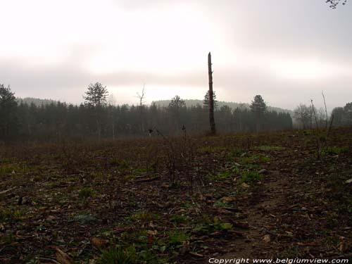 Dode boom NISMES in VIROINVAL / BELGI 