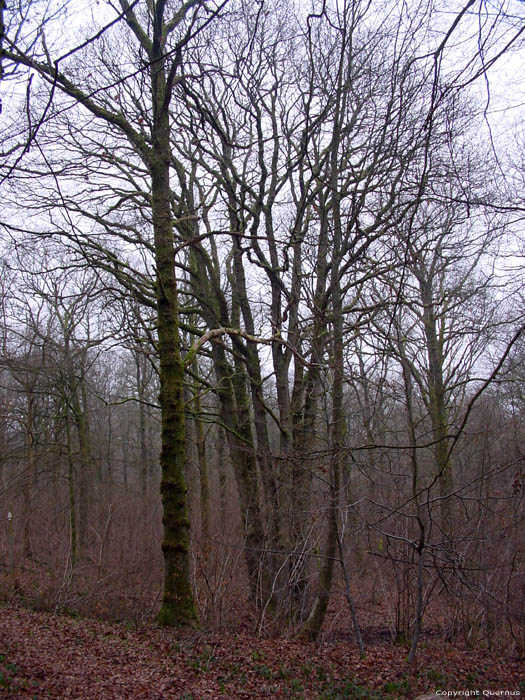 Tree the 7 Brothers Olloy-sur-Viroin in VIROINVAL / BELGIUM 