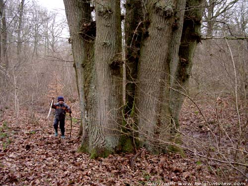 Tree the 7 Brothers Olloy-sur-Viroin / VIROINVAL picture