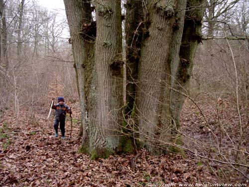 Tree the 7 Brothers Olloy-sur-Viroin in VIROINVAL / BELGIUM 