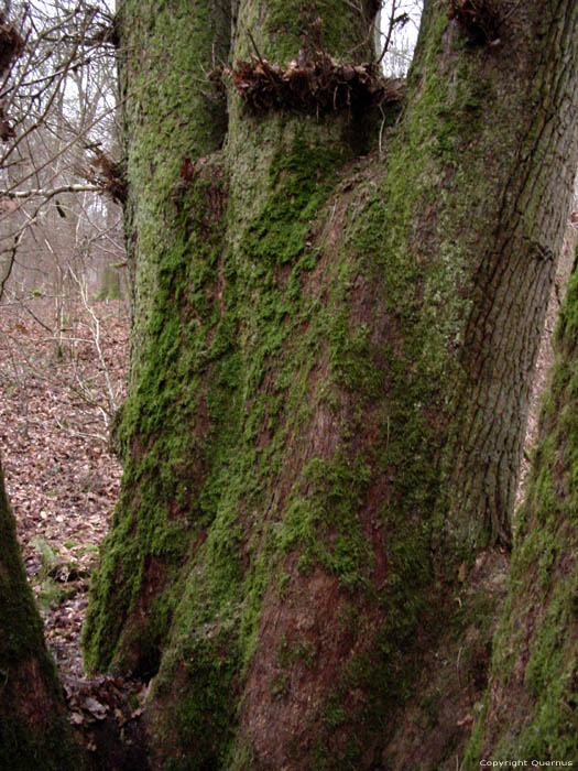 Tree the 7 Brothers Olloy-sur-Viroin / VIROINVAL picture 