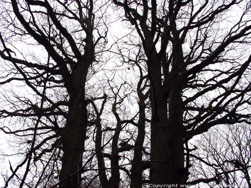 Tree the 7 Brothers Olloy-sur-Viroin in VIROINVAL / BELGIUM 