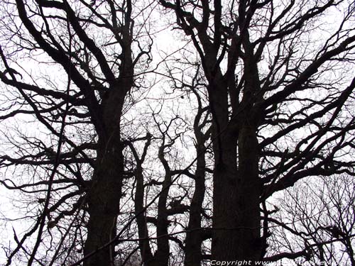 Arbre Les 7 Frres Olloy-sur-Viroin  VIROINVAL / BELGIQUE 