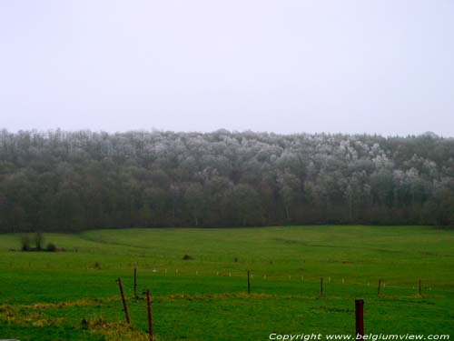 Landschap met aangevroren boomtoppen Vierves-sur-Viroin / VIROINVAL foto 