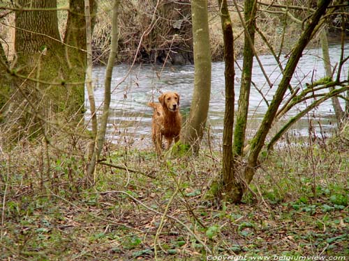 Dog coming out of Viroin Vierves-sur-Viroin in VIROINVAL / BELGIUM 