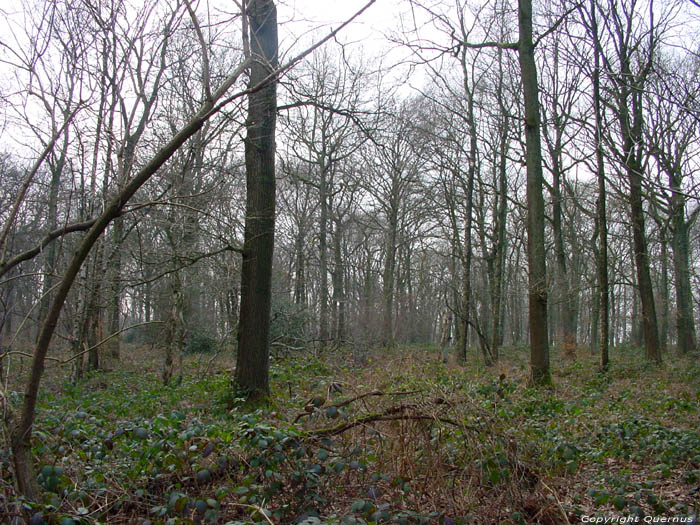 Veurs Forest TEUVEN in VOEREN / BELGIUM 