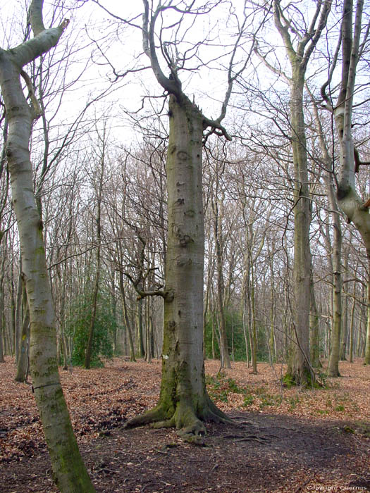 Veurs Forest TEUVEN in VOEREN / BELGIUM 