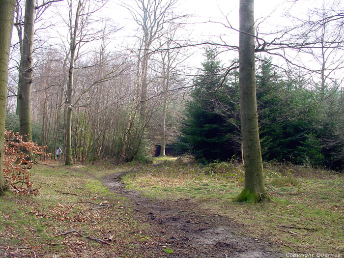 Veurs Forest TEUVEN in VOEREN / BELGIUM 