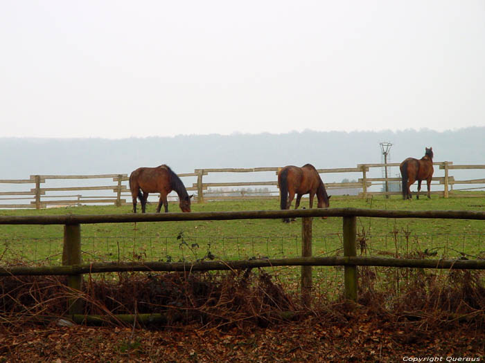 Manege with forest of Beusdal TEUVEN in VOEREN / BELGIUM 