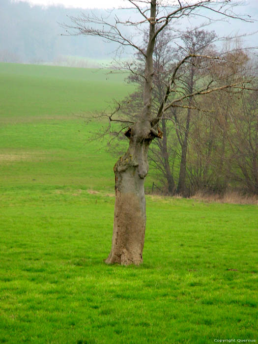 Tree with remarkable shape GEMMENICH in PLOMBIERES / BELGIUM 