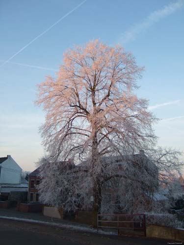 Frozen lime tree (in Hvillers) MONT-SAINT-GUIBERT picture 