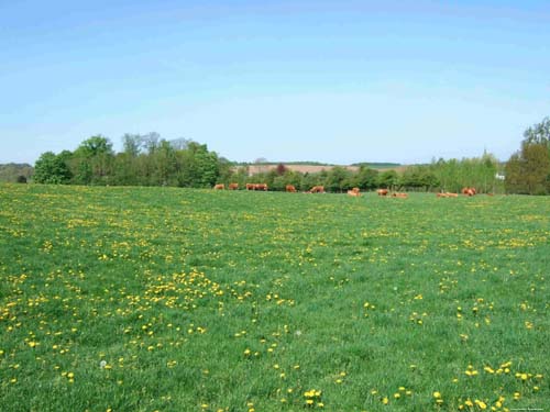 Landschap MONT-SAINT-GUIBERT foto 