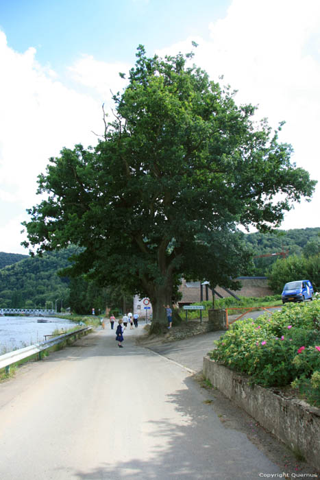 Old Oak HASTIERE-PAR-DELA in HASTIERE / BELGIUM 