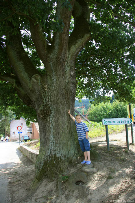 Oude eik HASTIERE-PAR-DELA in HASTIERE / BELGI 