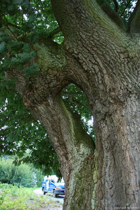 Old Oak HASTIERE-PAR-DELA in HASTIERE / BELGIUM 