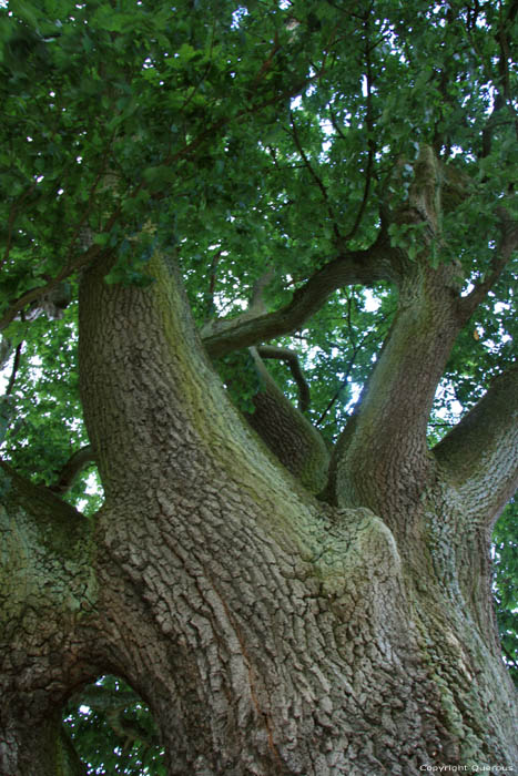 Old Oak HASTIERE-PAR-DELA in HASTIERE / BELGIUM 