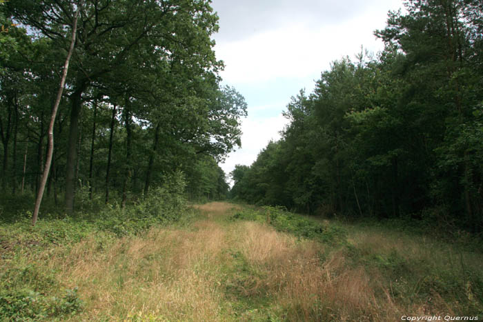 Zomerbos VODELE in DOISCHE / BELGIUM 