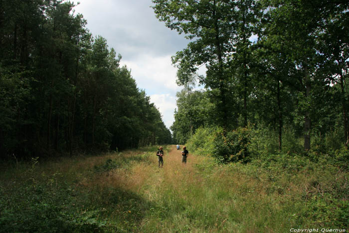 Zomerbos VODELE in DOISCHE / BELGIUM 