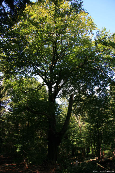 Dikke boom in bos VIROINVAL / BELGI 