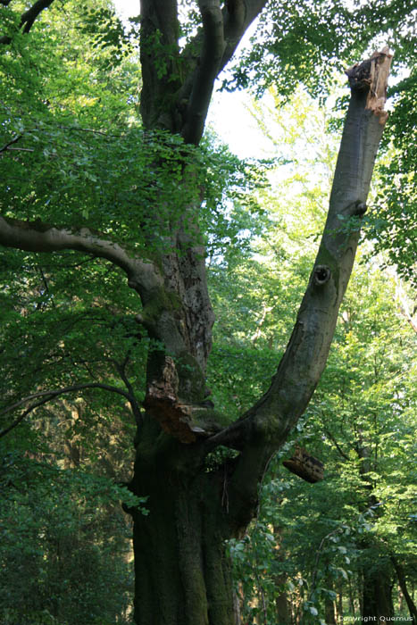 Dikke boom in bos VIROINVAL / BELGI 