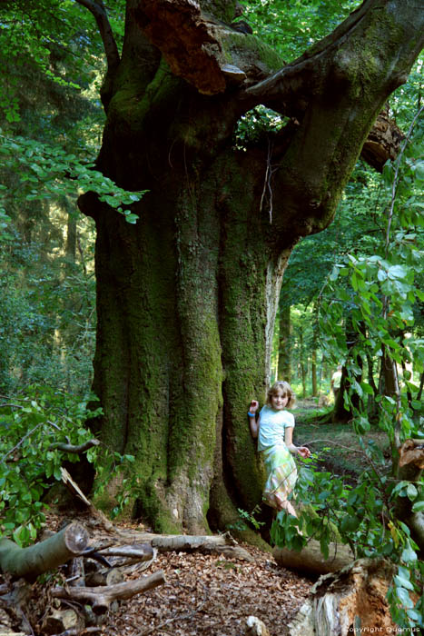 Large tree in forest VIROINVAL picture 