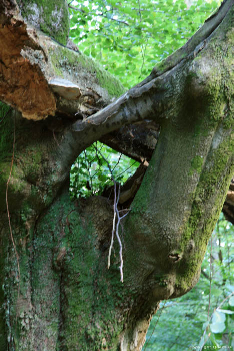 Dikke boom in bos VIROINVAL / BELGI 