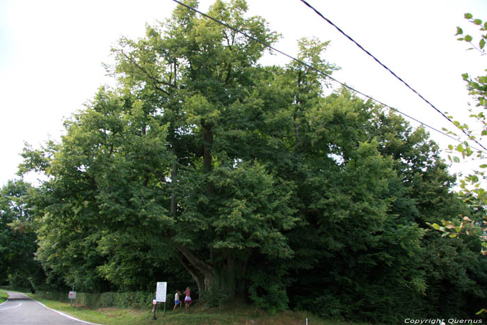 Baraque de Conjoux (tilleul  grandes feuilles) NAMUR  CINEY / BELGIQUE 