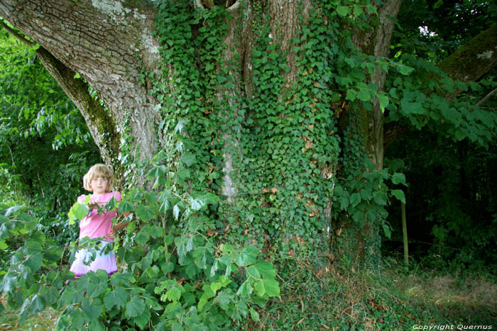 Baraque de Conjoux (linde met grote bladeren) CINEY picture 