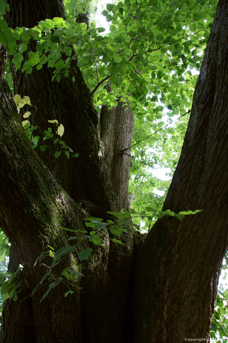 Baraque de Conjoux (linde met grote bladeren) CINEY / BELGIUM 