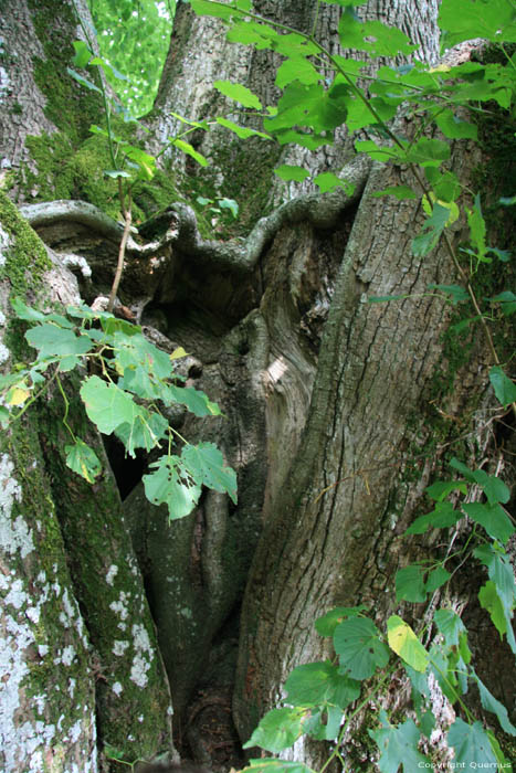 Baraque de Conjoux (tilleul  grandes feuilles) NAMUR  CINEY / BELGIQUE 