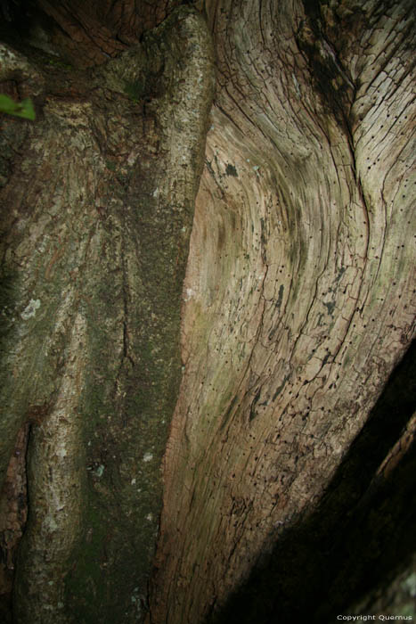 Baraque de Conjoux (tilleul  grandes feuilles) NAMUR  CINEY / BELGIQUE 