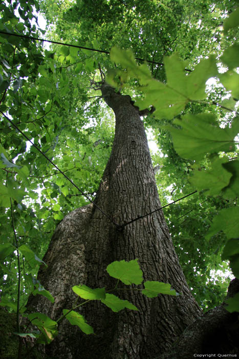 Baraque de Conjoux (tilleul  grandes feuilles) NAMUR  CINEY / BELGIQUE 