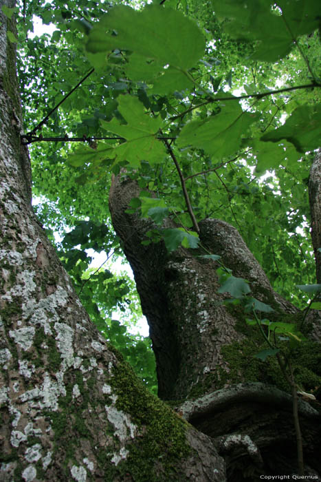 Baraque de Conjoux (linde met grote bladeren) CINEY / BELGI 