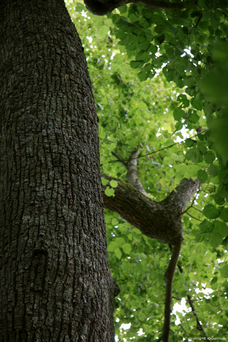 Baraque de Conjoux (tilleul  grandes feuilles) NAMUR  CINEY / BELGIQUE 