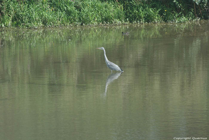 Scheldebekken MELLE foto 