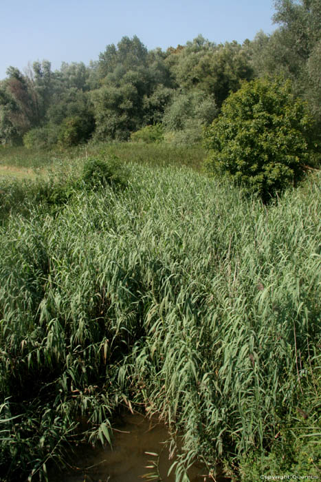 Kalkense Meersen - Oude Schelde (Schellebelle) WICHELEN / BELGI 