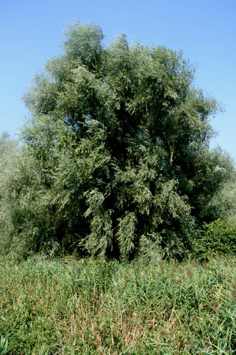 Kalkense Meersen - Ancien bras de l'Escault (Schellebelle) WICHELEN photo 