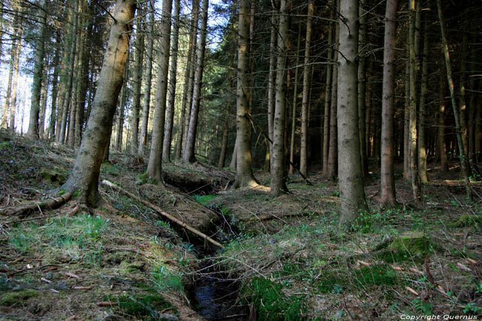 Beek van Prvot in het bos NASSOGNE foto 