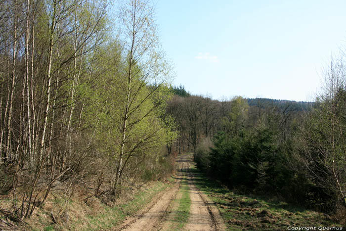 Chemin dans la fort NASSOGNE photo 