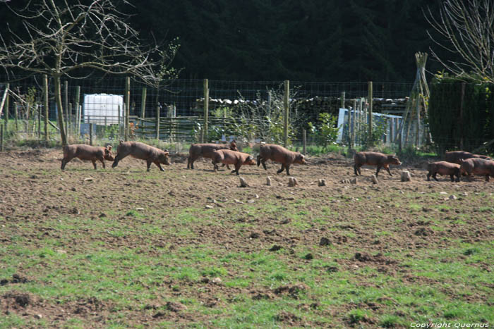 Magerotte centre d'engraissement de porcs en plein air NASSOGNE photo 