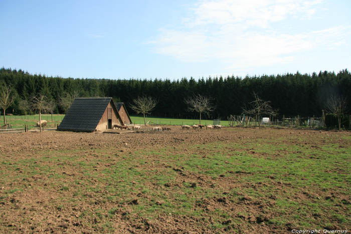 Magerotte centre d'engraissement de porcs en plein air NASSOGNE / BELGIQUE 