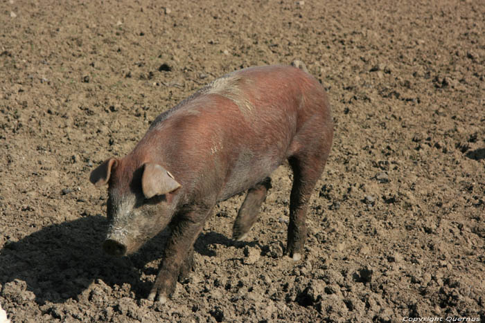 Magerotte varkenskwekerij NASSOGNE picture 