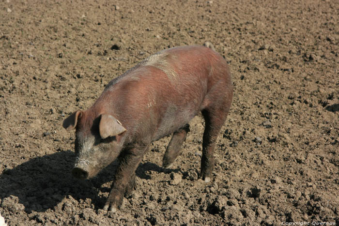 Magerotte varkenskwekerij NASSOGNE / BELGI 