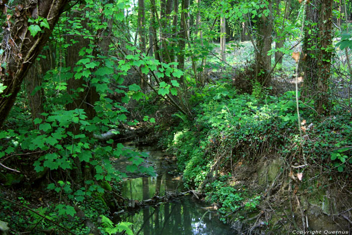 Provicial domain Nieuwenhoven - Galgenbos NIEUWERKERKEN / BELGIUM 