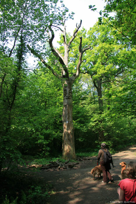 Provinciaal domein Nieuwenhoven - Galgenbos NIEUWERKERKEN / BELGI 